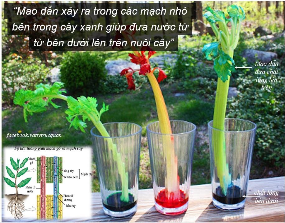 Mao dẫn xảy ra trong các mạch nhỏ bên trong cây xanh giúp đưa nước từ bên dưới lên trên nuôi cây 